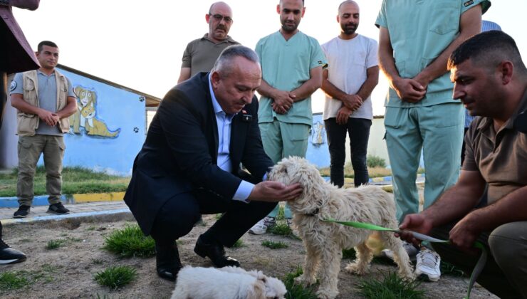 Nevşehir’de Sokak Hayvanları Sorunu İçin Kapsamlı Adım
