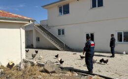 Ürgüp’te 8 Bin TL Değerinde Kümes Hayvanı Hırsızlığı Çözüldü