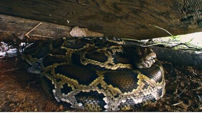 ‘Piton İstilası’, 19 Ekim Pazar 20.00’de National Geographic WILD Ekranlarında!