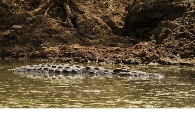‘Timsah Savaşları: Grumeti ve Mara’, 26 Ekim Pazar 20.00’de National Geographic WILD Ekranlarında!