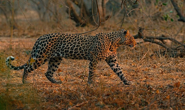 ‘Mashatu: Leoparların Krallığı’,   8 Şubat Pazar Saat 20.00’de   National Geographic WILD Ekranlarında!