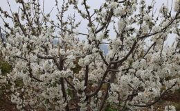 Kiraz hasreti bu sene bitiyor