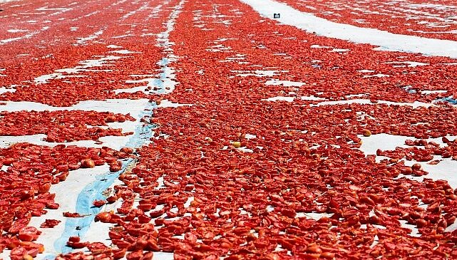 Meyve sebze mamulleri ihracatında aslan payı Ege Bölgesi’nin